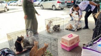Kucing Liar di Kabupaten Tangerang Disterilisasi