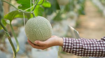 6 Manfaat Melon bagi Kesehatan, Mampu Meningkatkan Kualitas Tidur