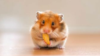 4 Hal yang Harus Diperhatikan saat Memelihara Hamster bagi Pemula