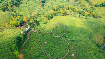 5 Kebun Teh Terindah di Indonesia yang Harus Dikunjungi, Surga Tersembunyi!