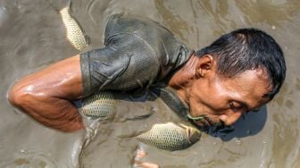 Seorang warga menangkap ikan saat tradisi ngubek empang di Bojongsari, Depok, Jawa Barat, Senin (15/5/2023). [ANTARA FOTO/Asprilla Dwi Adha/tom]