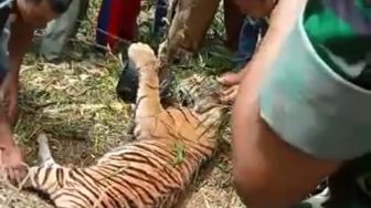 Harimau Sumatera Mati Usai Terjerat Perangkap Babi di Kebun Warga Pasaman