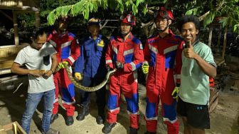 Bikin Merinding! Lagi Enak-enak Ngopi, Ular Sanca Sepanjang 2 Meter 'Mampir' ke Rumah Warga