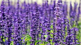 7 Manfaat Bunga Lavender, Hilangkan Stres hingga Cegah Kanker