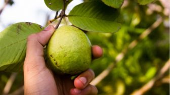 4 Jenis Makanan yang Membantu Meningkatkan Kadar Trombosit Darah