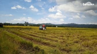 Derita Petani di Konawe Selatan; Sia-sia Hasilkan Ribuan Ton Beras Tapi Jalan Rusak Berat Bikin Mereka Tetap Merugi