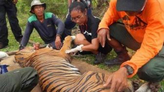 Harimau vs Manusia di Inhil Diperparah oleh Pembalakan Liar yang Marak