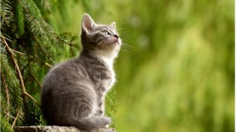 6 Cara Efektif Merawat Bulu Kucing, Bikin Anabul Jadi Makin Cakep