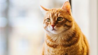 6 Tips Menjinakkan Kucing Liar, Hargai Ruang Geraknya!
