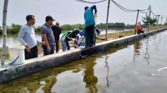 Produksi Udang Vaname Gresik Rendah Hanya 14 Ton, Ini Penyebabnya