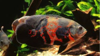 4 Jenis Ikan Predator yang Aman untuk Dipelihara, Agresif namun Eksotis