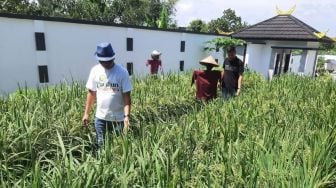 Tanjungpinang Berlahan Gambut, Petani Ini Berhasil Tanam Padi di Perkarangan