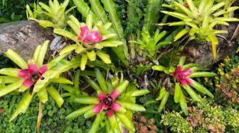 Pencinta Tanaman Hias Merapat, Ini 5 Tips Mudah Merawat Bromelia