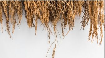 6 Manfaat Rumput Gandum untuk Kesehatan yang Jarang Diketahui, Bisa Detoksifikasi Tubuh