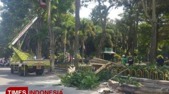 Mulai Pembangunan, Puluhan Pohon di Alun-alun Kota Kediri Sementara Diungsi