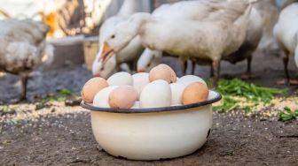 Meski Tak Banyak yang Tahu, Inilah 5 Manfaat Telur Angsa bagi Kesehatan