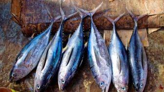 Sumbar Ekspor 7 Ton Ikan Tuna Beku ke Luar Negeri pada Juni 2023