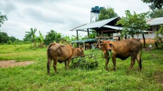 Apakah Boleh Kurban Sapi Betina? Ini Syarat Hewan Kurban yang Sah