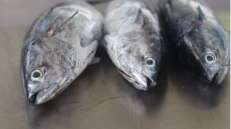 Dampak Cuaca Ekstrem Harga Ikan Naik di Tanjungpinang