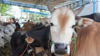 Jelang Idul Adha, Pekanbaru Waspadai Penularan Penyakit pada Hewan Kurban