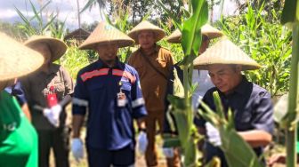 Antam Bersinergi dengan Petani di Maluku Utara dan Melalukan Panen Jagung Perdana