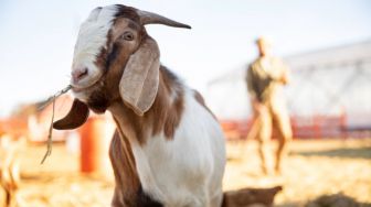 Cara Pembagian Daging Kurban Menurut Syariat Islam