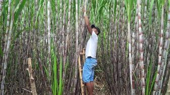 Kisah Teguh dari Kuli Hingga Jadi Petani Tebu Beromset Puluhan Juta