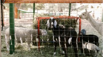 4 Jenis Kambing yang Umum Dijadikan Hewan Kurban di Indonesia