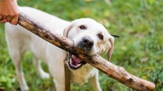 Waspada! 5 Penanganan Pertama Jika Terkena Gigitan Anjing Rabies