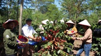 Kopi Arabika Ijen Panen Raya, Harga dan Produktivitas Petani Meningkat