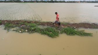 Banjir Ganggu Lahan Pertanian Desa Panca Jaya, Normalisasi Sungai Didukung Kades