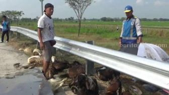 Pikap Pengangkut Ternak Terguling di Tol Ngawi, Kondisi Kambing Syok