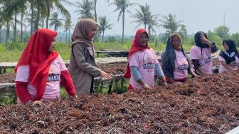 Tekan Angka Pengangguran Perempuan Lewat Pelatihan Budi Daya Rumput Laut di Lampung Selatan