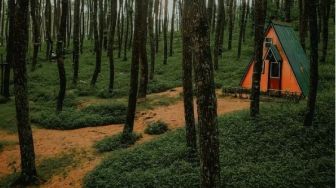 Hutan Pinus Kragilan, Tempat Wisata dengan Pemandangan Alam di Magelang