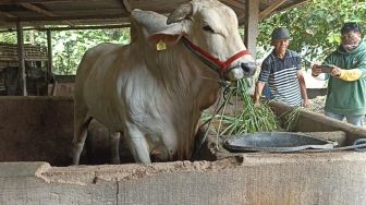 63 Ekor Sapi Kurban Pemprov Sumbar Disebear ke Daerah 3T