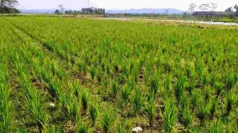 Puluhan Hektar Sawah Kekeringan, Petani di Pamarican Ciamis Terancam Gagal 