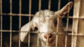 Buya Yahya Jelaskan Daging Kurban Haram Dikonsumsi Oleh Pemiliknya Bila Terlanjur Lakukan Hal Ini