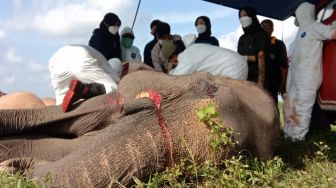 Tim Dokter Selidiki Penyebab Gajah Mambo yang Mati di Pusat Latihan Way Kambas