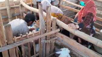 Sidak Hewan Kurban, Tiga Ekor Kambing Ditemukan Terjangkit Penyakit Mata