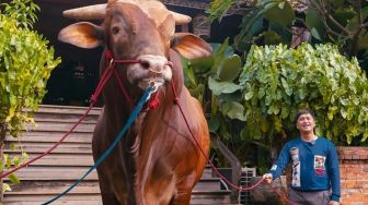 5 Artis Kurban Sapi Jumbo untuk Iduladha, Bobotnya Lebih dari 1 Ton!