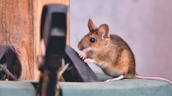 Sering Tak Disadari, 5 Kebiasaan Ini Dapat Mengundang Tikus Masuk Rumah