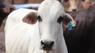 Pentingnya Memerhatikan Kesejahteraan Hewan Saat Kurban: Bisa Pengaruhi Kualitas Daging!