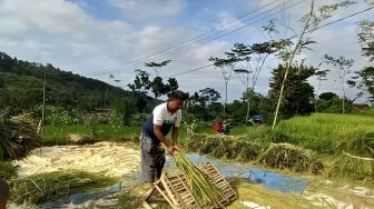 Petani di Kulon Progo Makin Mudah Akses Pupuk Bersubsidi dengan Kartu Tani BRI