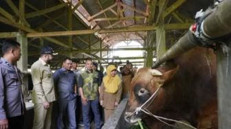 Sapi Kurban Jokowi untuk Warga Sumbar dari Peternak Asal Padang Panjang, Beratnya 1 Ton Lebih