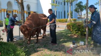 Presiden Jokowi Sumbang Sejumlah Sapi untuk Idul Adha di Solo, Bobotnya 1 Ton