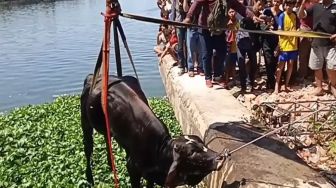 Baru Ditinggal Beberapa Langkah, Sapi Kurban Mengamuk Lompat ke Bozem