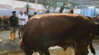 RPH Surabaya Datangkan Belasan Sapi Jumbo Permintaan Wali Kota Eri Cahyadi