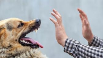 Apakah Setelah Digigit Anjing Harus Segera Suntik Rabies?