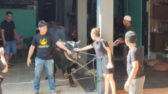 Ngamuk Jelang Disembelih, Sapi Kurban Ayu Ting Ting Bikin Panik