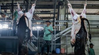 Pekerja memotong daging sapi kurban di Rumah Pemotongan Hewan (RPH) PD Dharma Jaya, Cakung, Jakarta Timur, Kamis (29/6/2023). [Suara.com/Alfian Winanto]